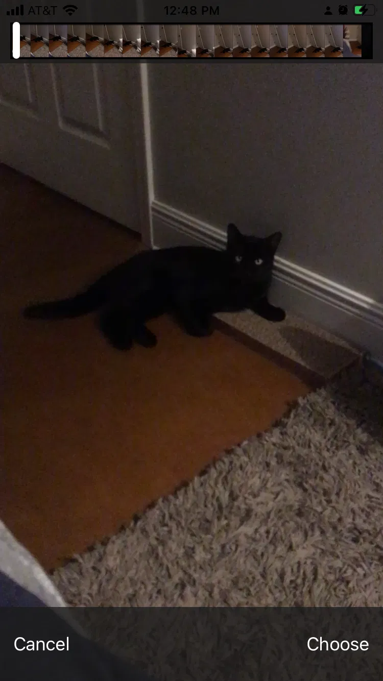 Lost cat in Bossier City, LA, 71112