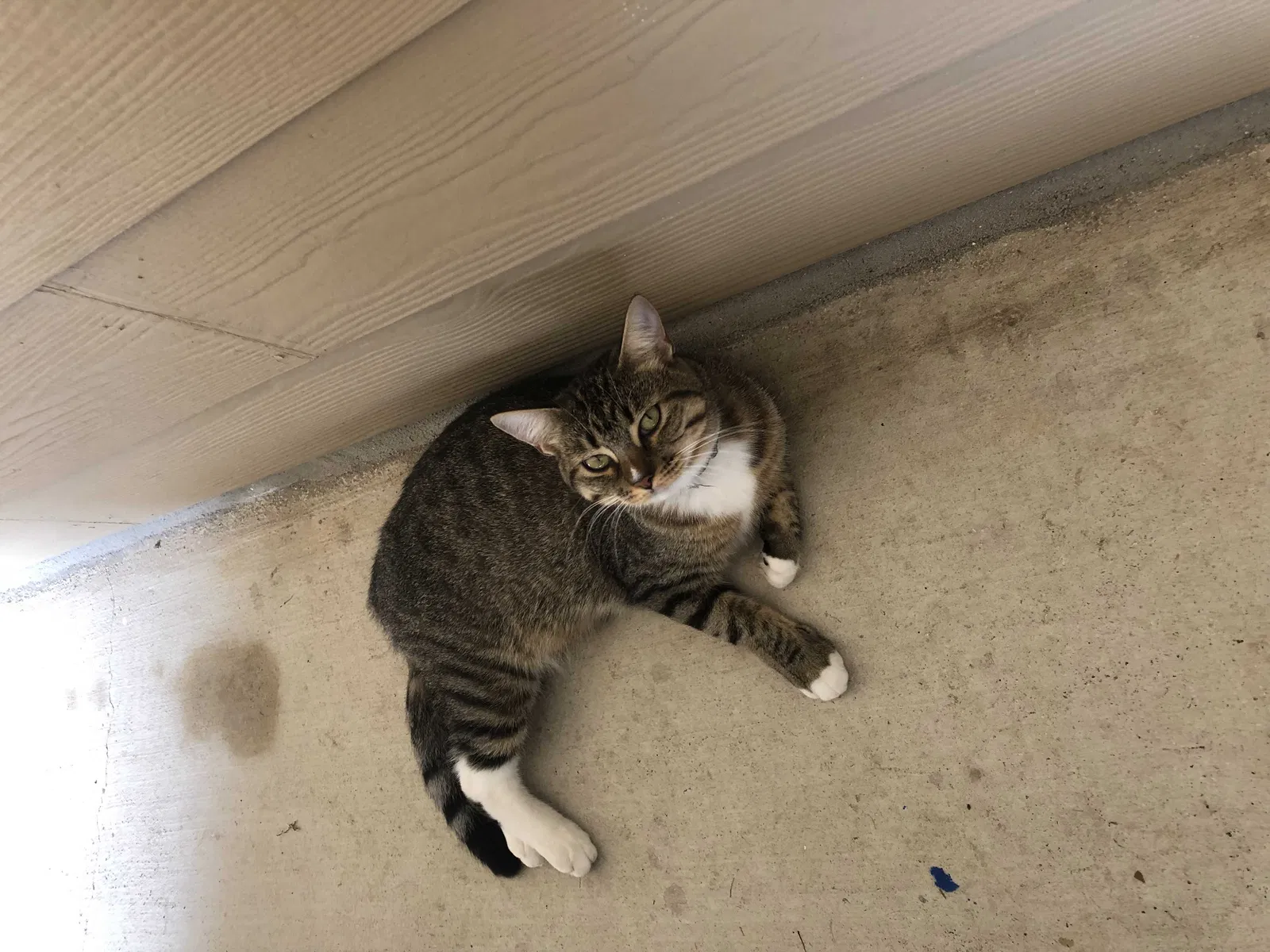 Lost cat in Castroville, TX, 78009