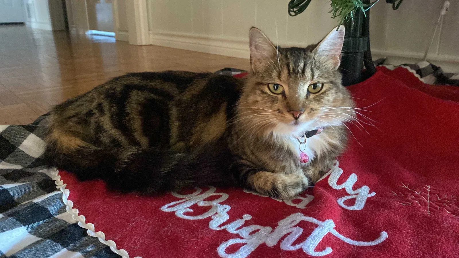 Lost cat in Denton, TX, 76201
