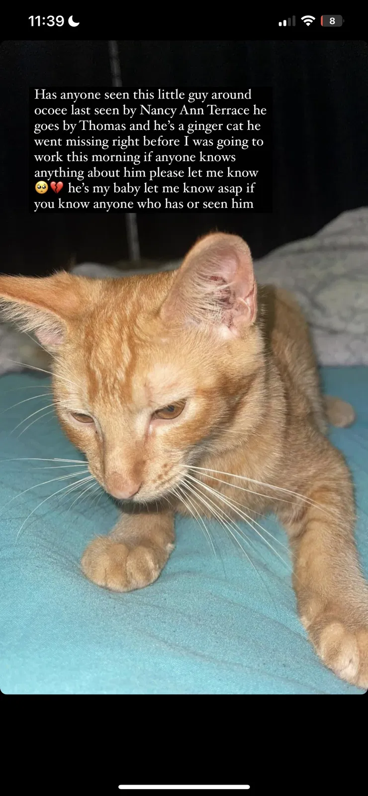 Lost cat in Ocoee, FL, 34761