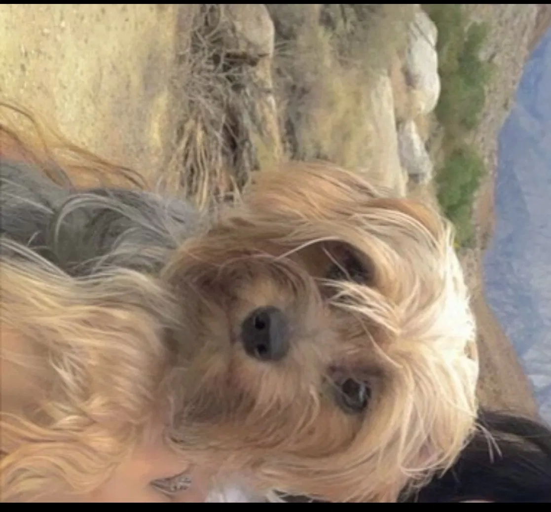 Lost dog in Bakersfield, CA, 93309