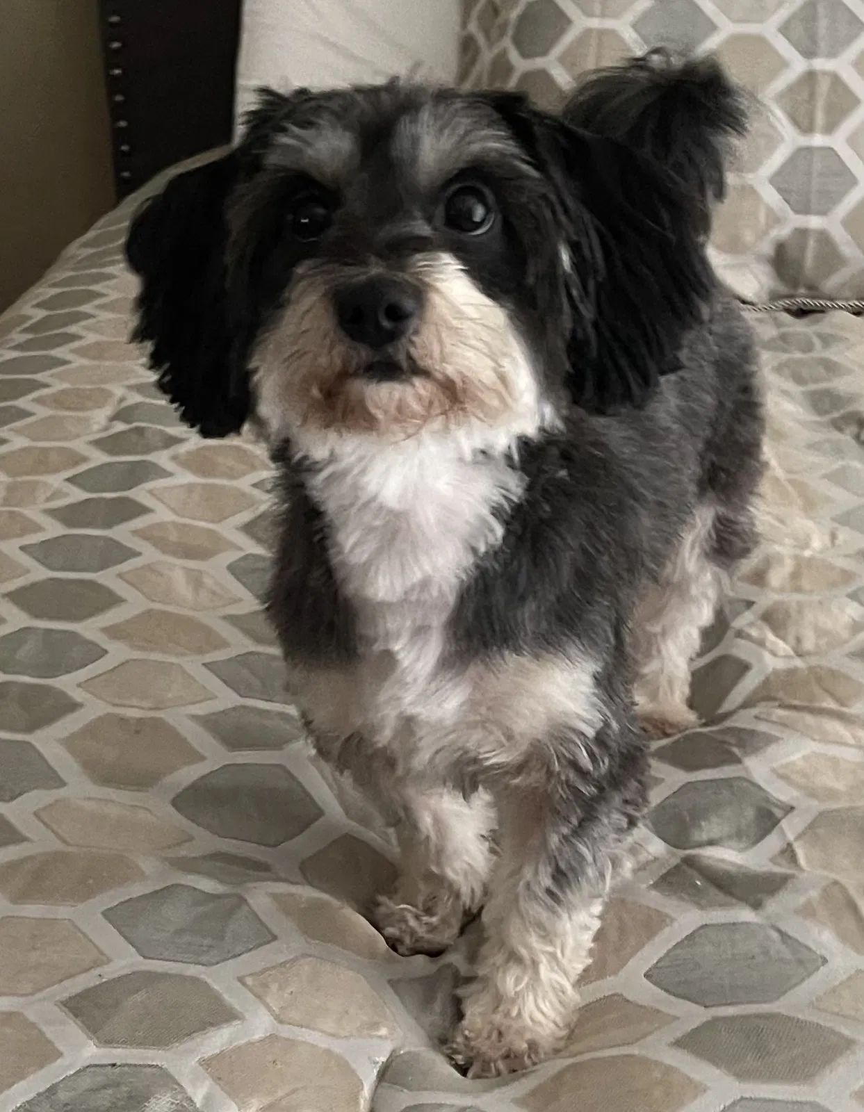 Lost dog in La Porte, TX, 77571