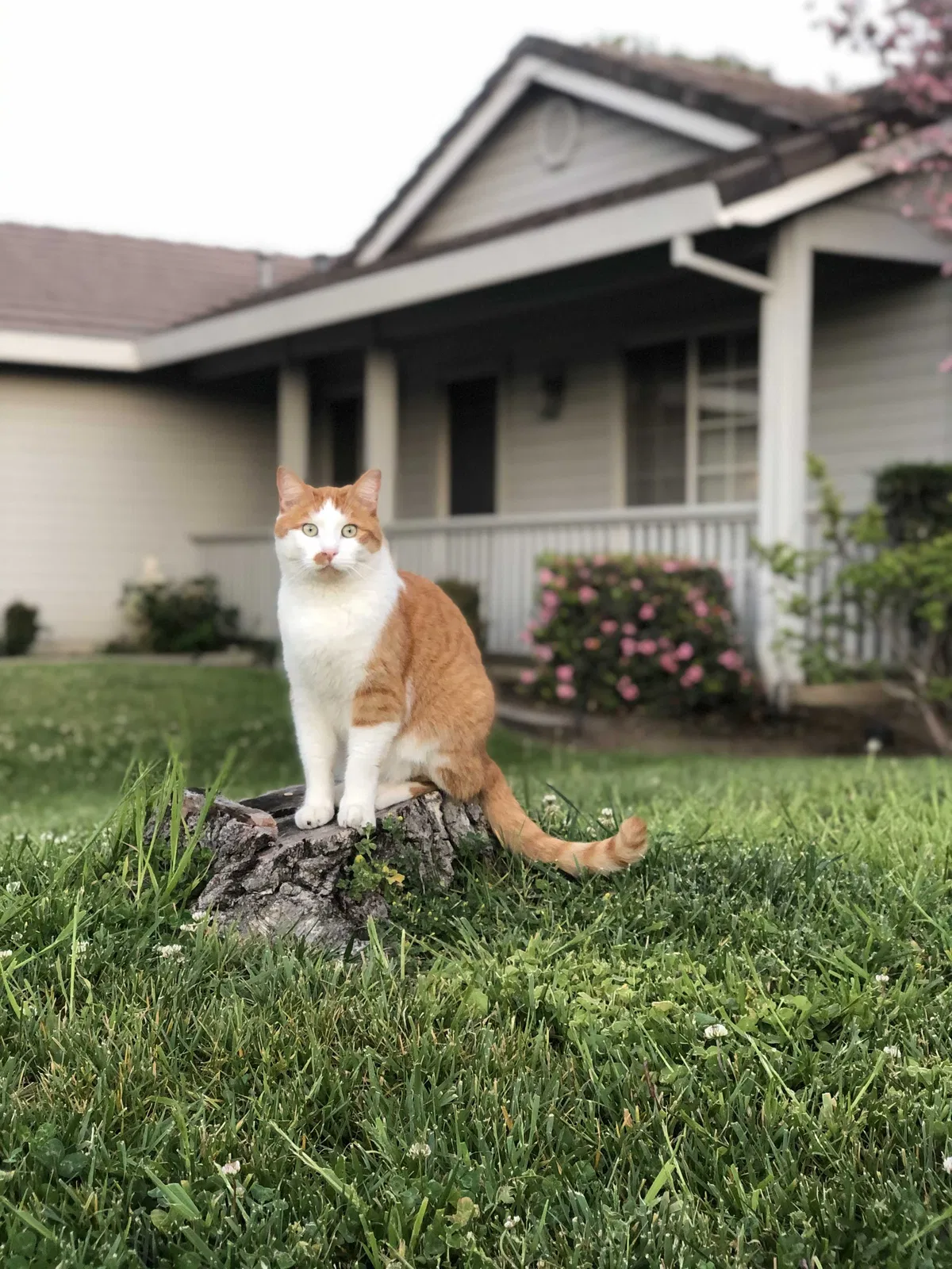 Lost cat in Yuba City, CA, 95993