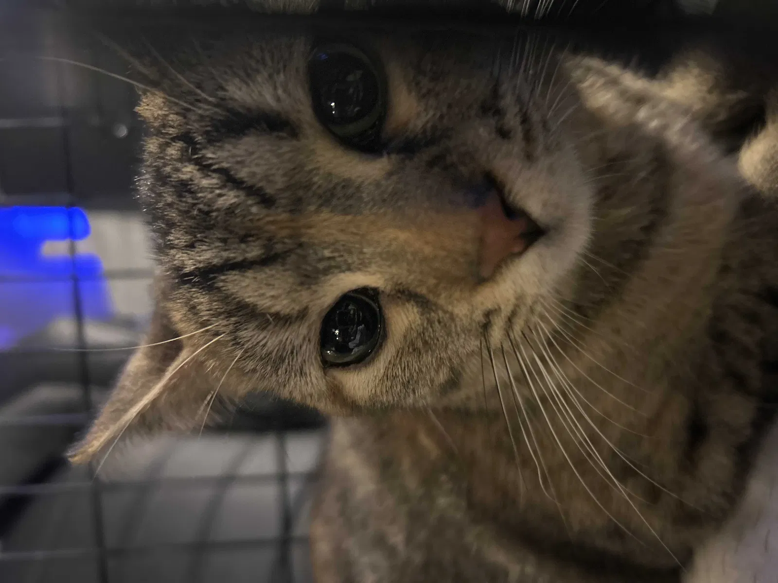 Found cat in Newark, DE, 19702