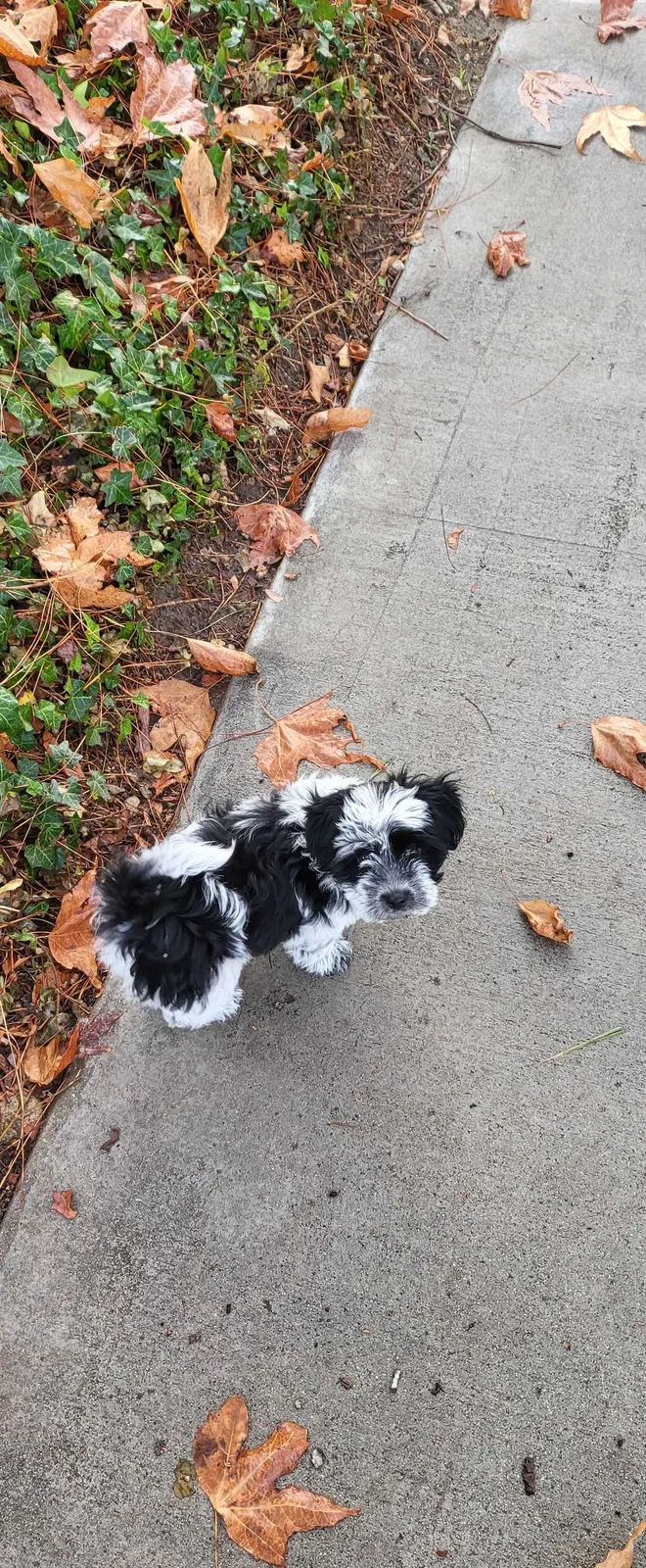 Lost dog in San Bernardino, CA, 92404