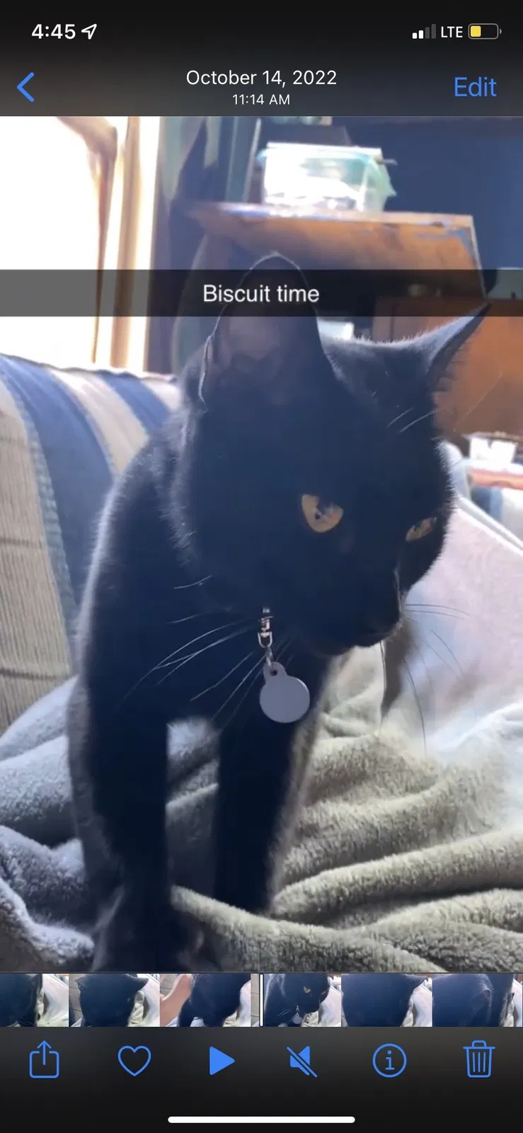 Lost cat in Terre Haute, IN, 47803