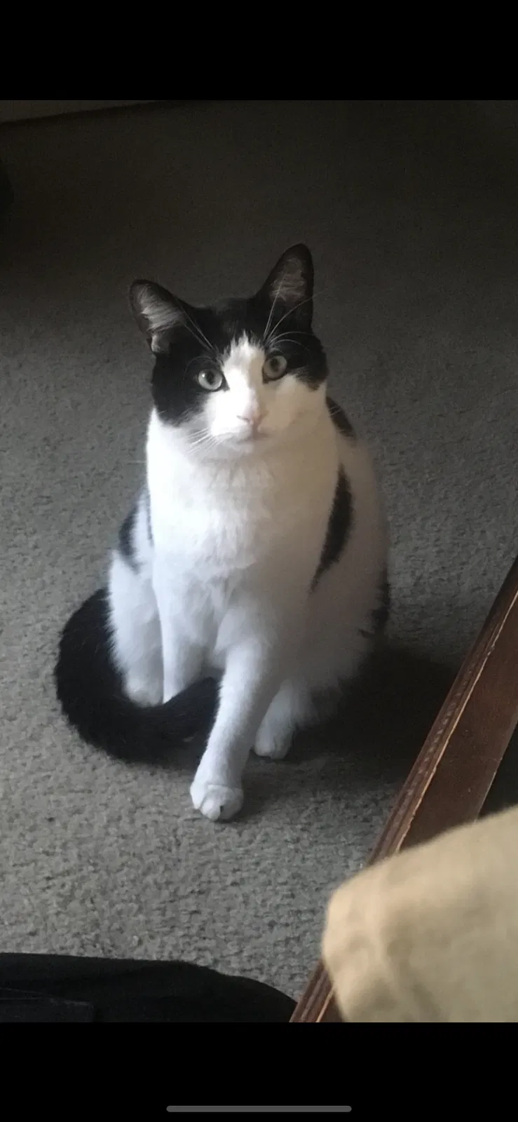 Lost cat in Sacramento, CA, 95811