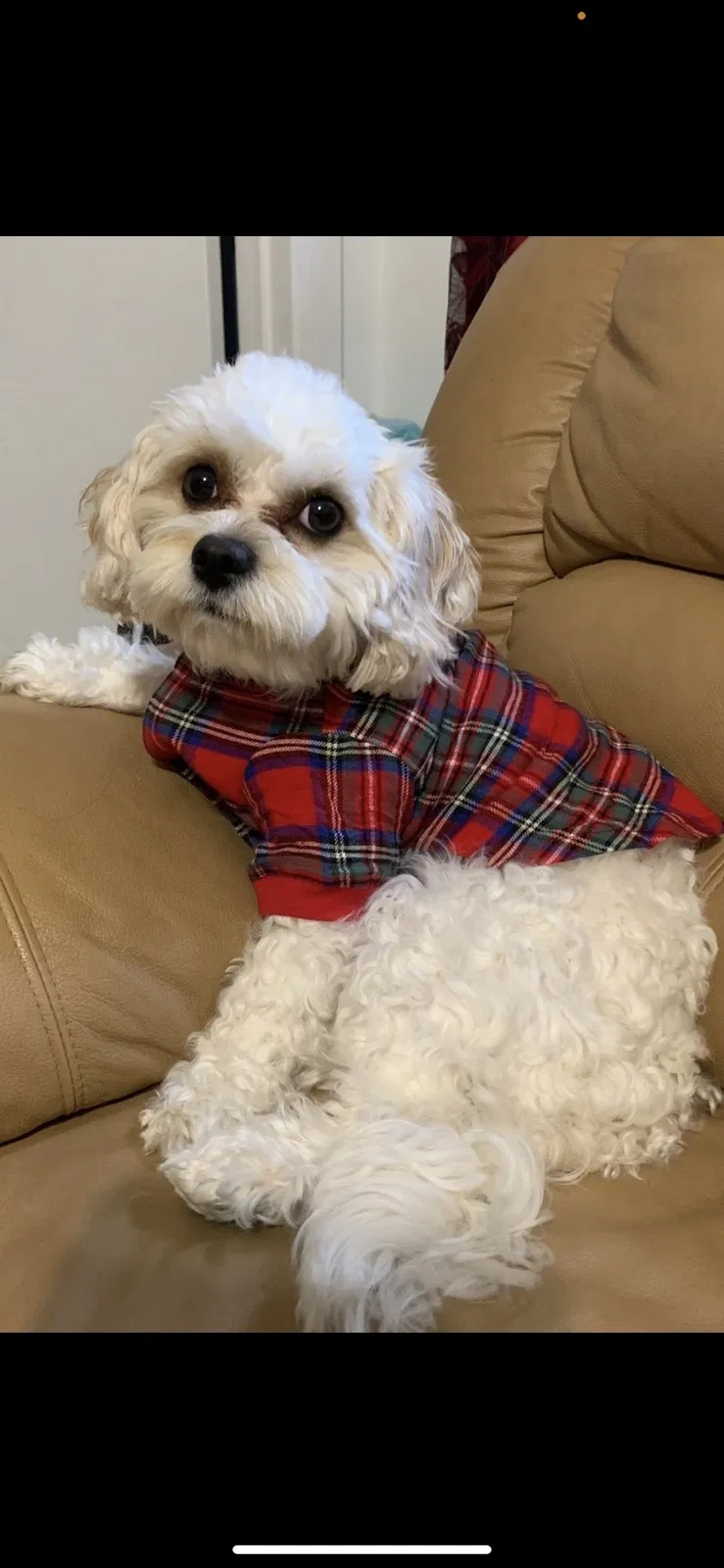 Lost dog in Opa Locka, FL, 33055