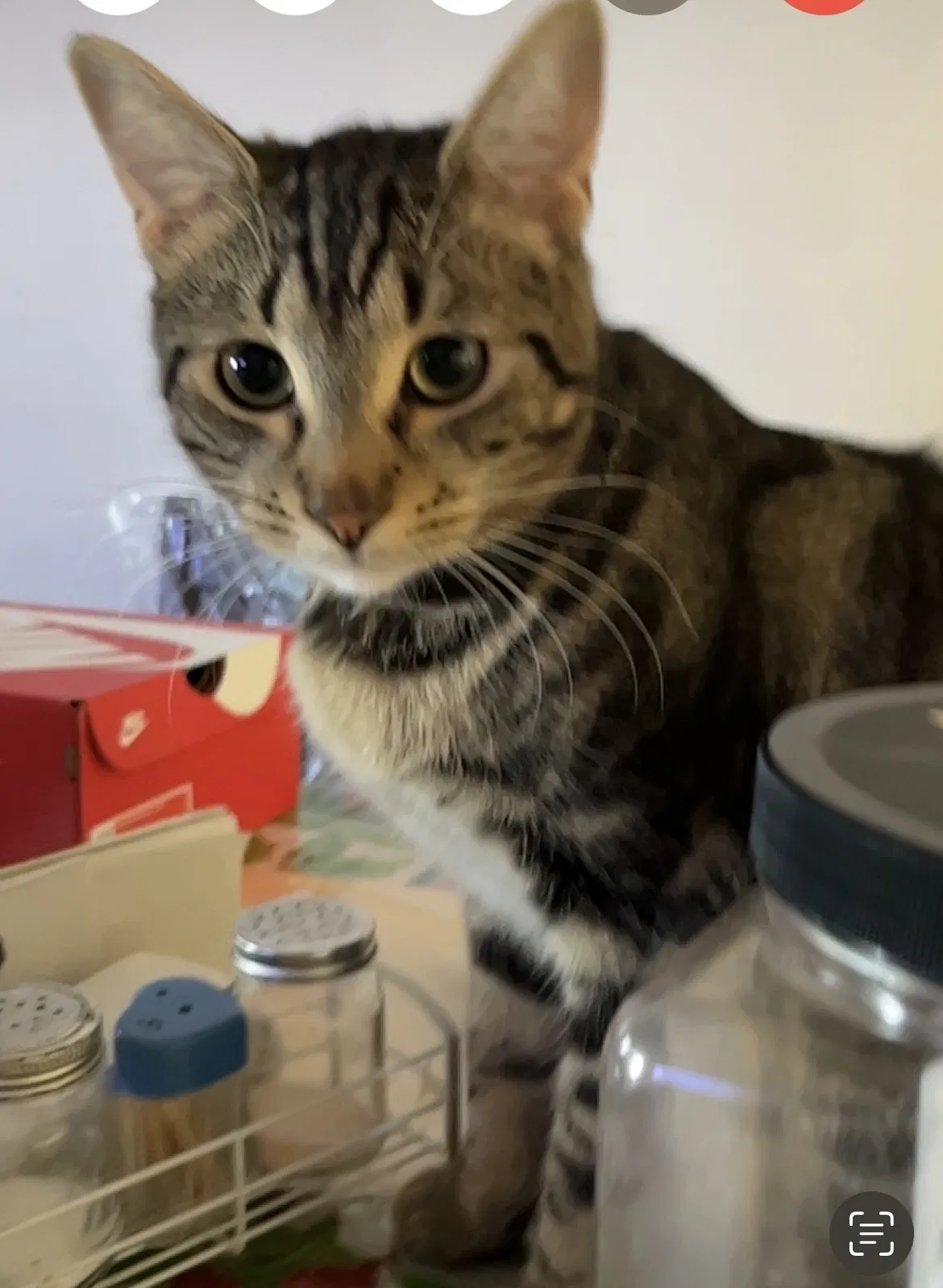 Lost cat in Buena Park, CA, 90620