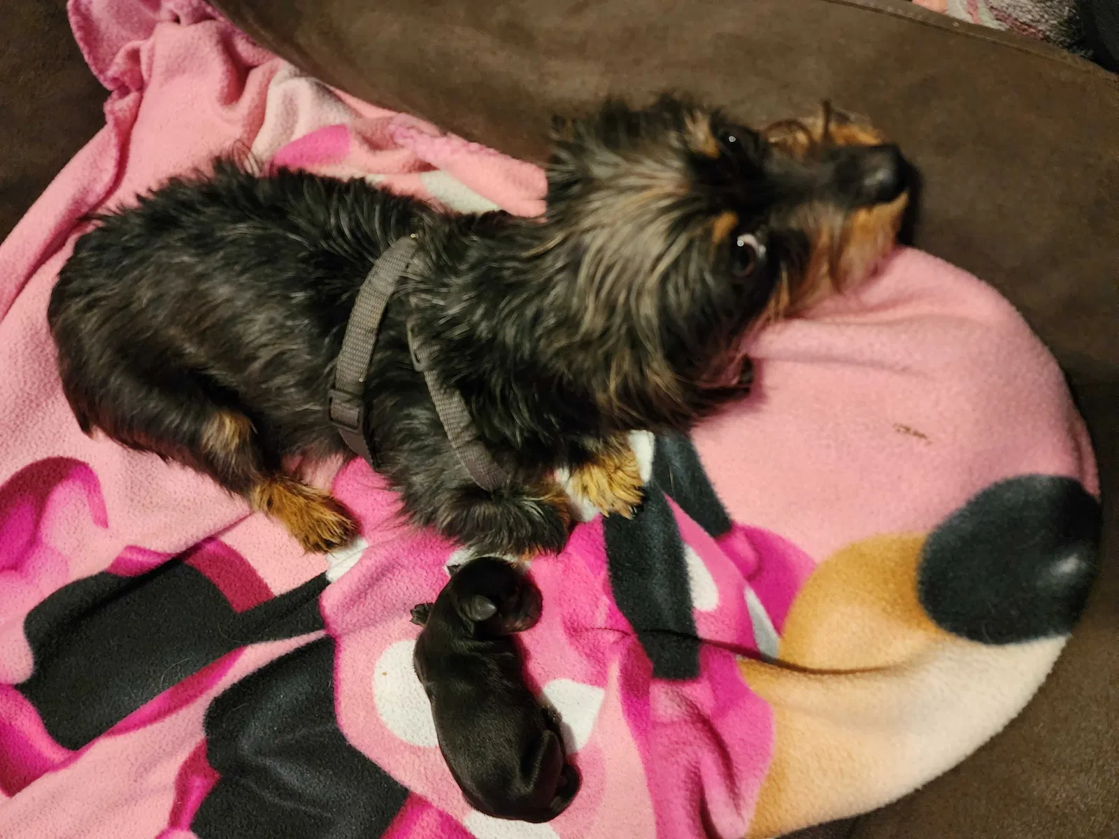 Found dog in Yakima, WA, 98902