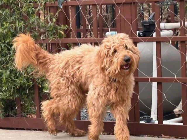 Found dog in Reidville, SC, 29375