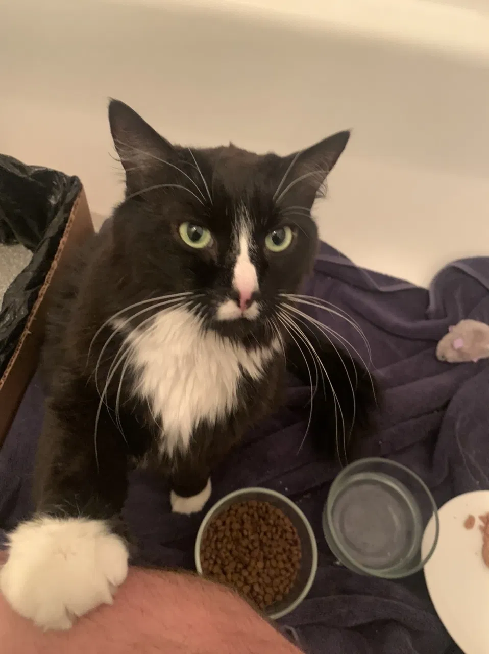 Found cat in Nashville, TN, 37211