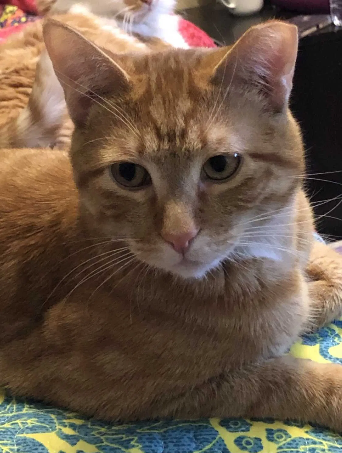 Lost cat in Albuquerque, NM, 87123