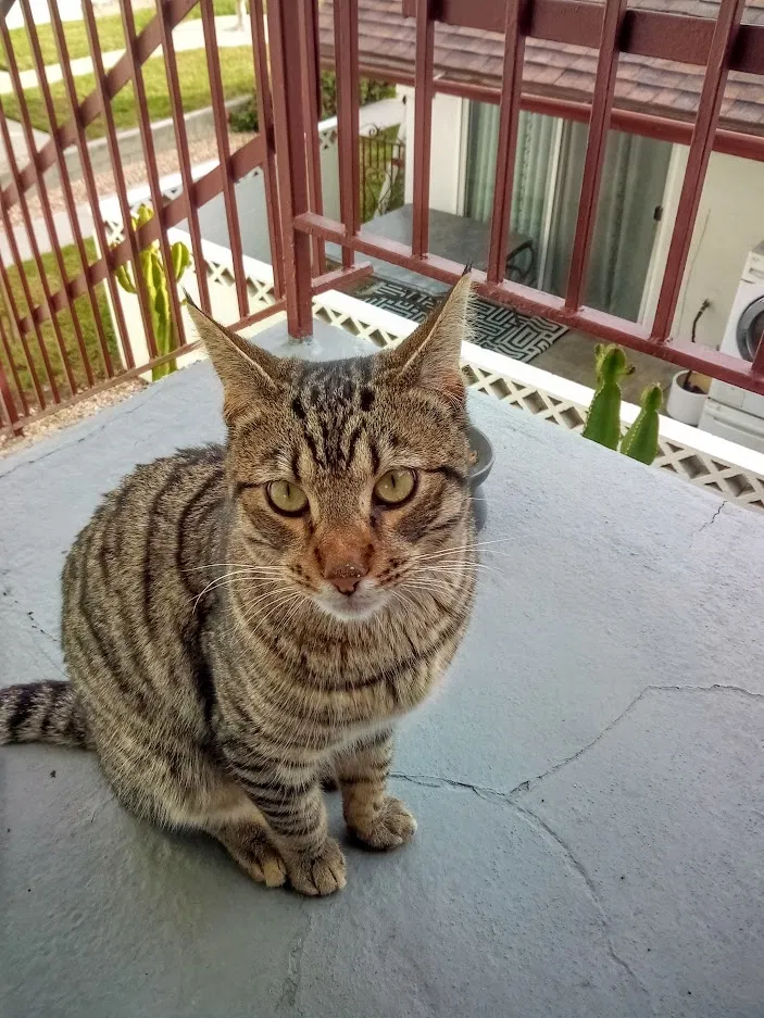 Found cat in Pomona, CA, 91767