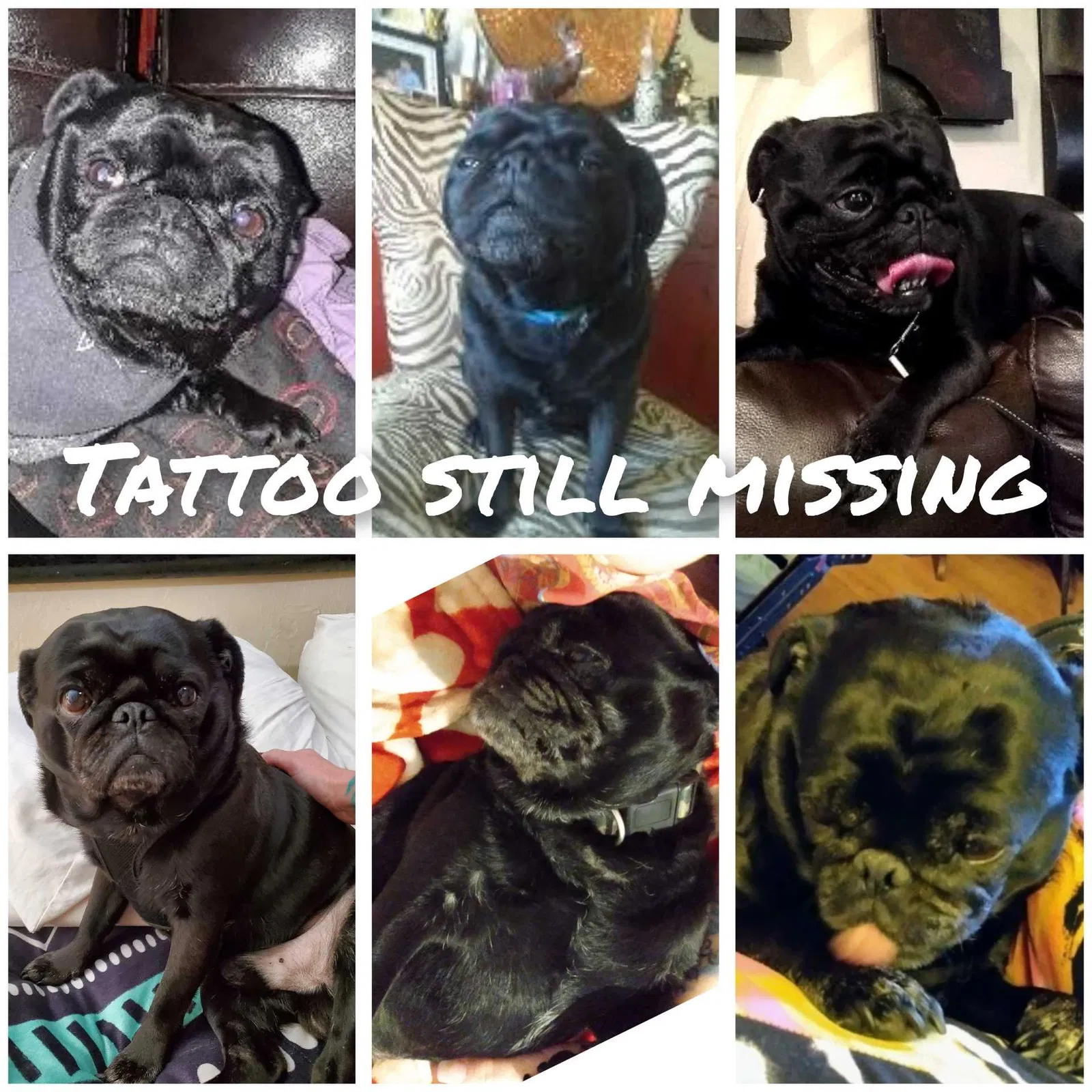 Lost dog in Oklahoma City, OK, 73139