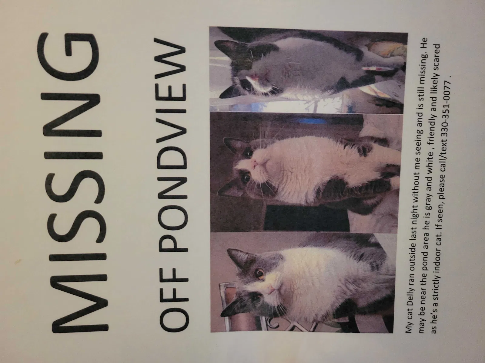 Lost cat in Ravenna, OH, 44266