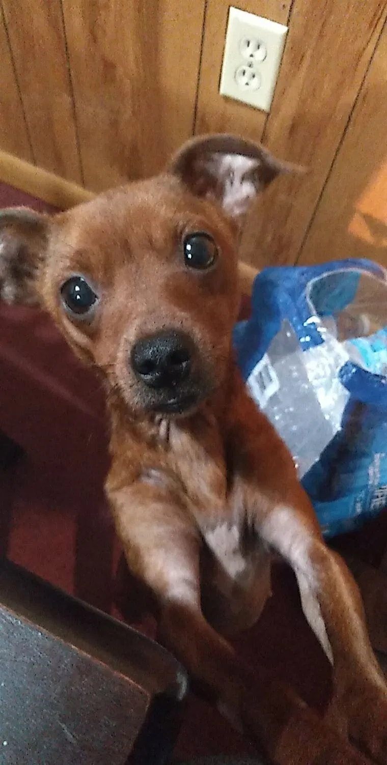 Lost dog in Cabot, AR, 72023