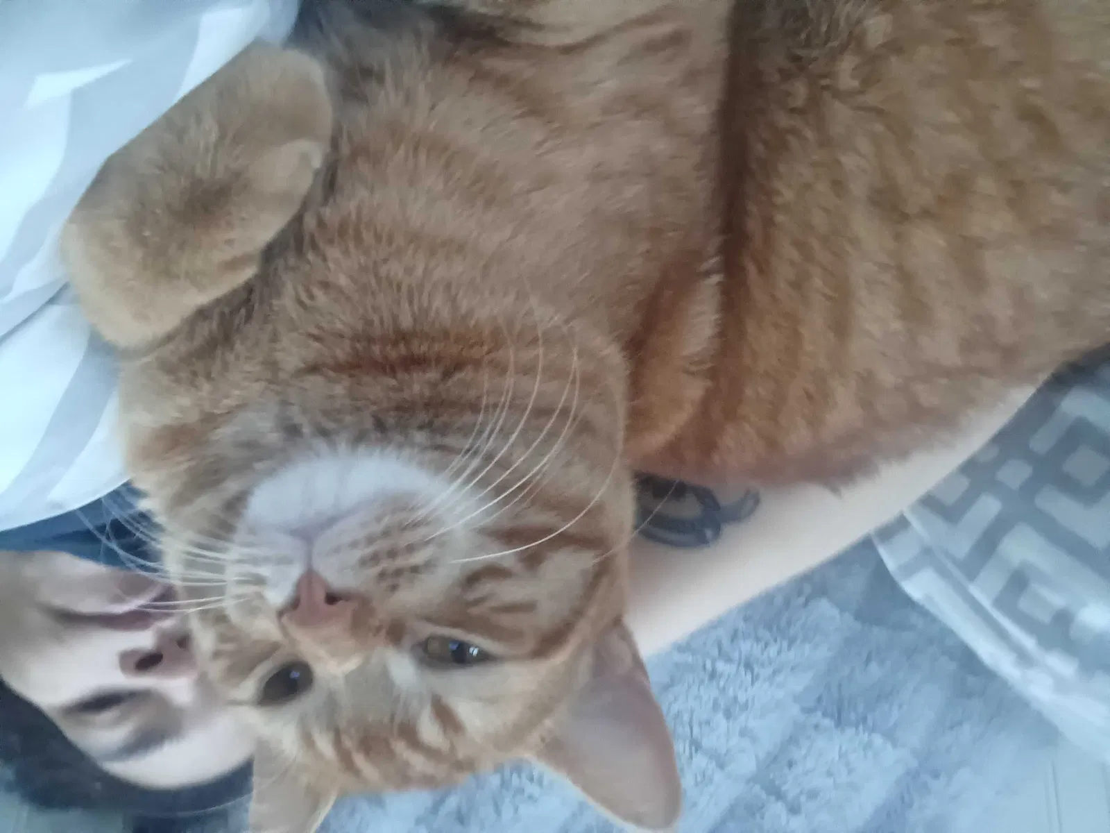 Lost cat in West Yarmouth, MA, 2673