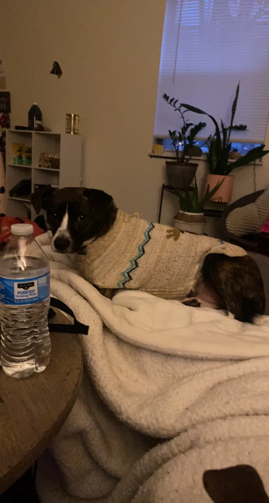 Lost dog in Knoxville, TN, 37932