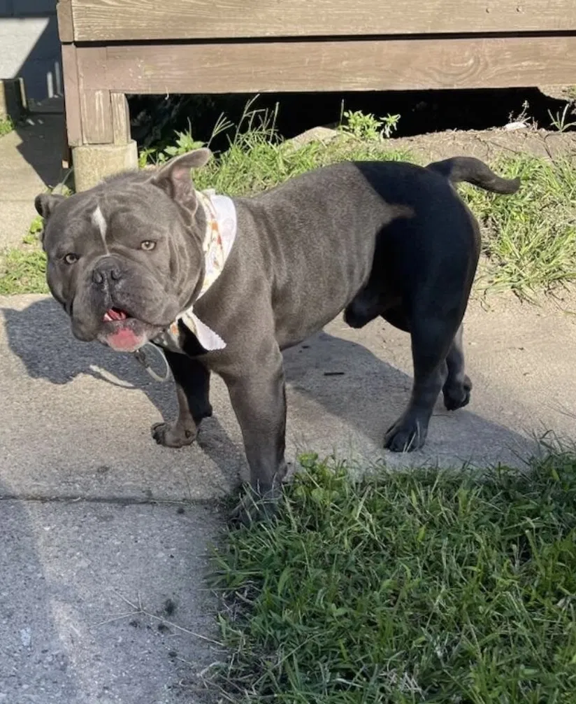 Lost dog in Hammond, IN, 46320