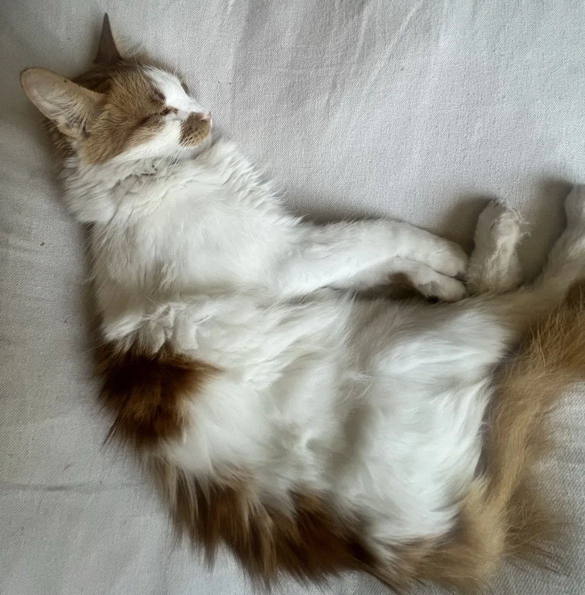 Lost cat in Dana Point, CA, 92629