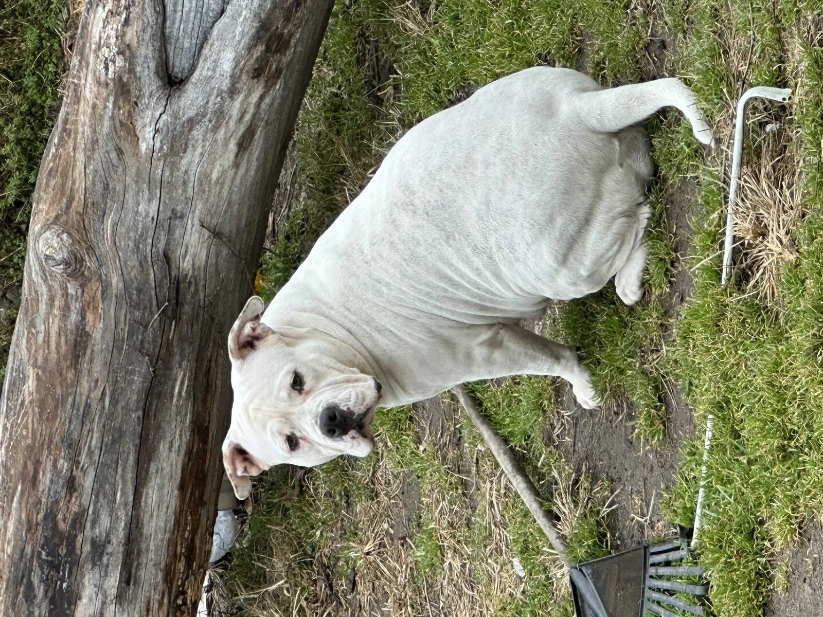 Lost dog in Ozone Park, NY, 11416