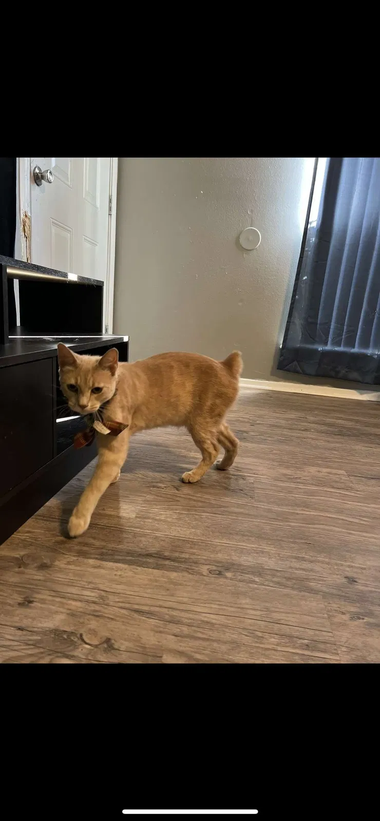 Lost cat in Crosby, TX, 77532
