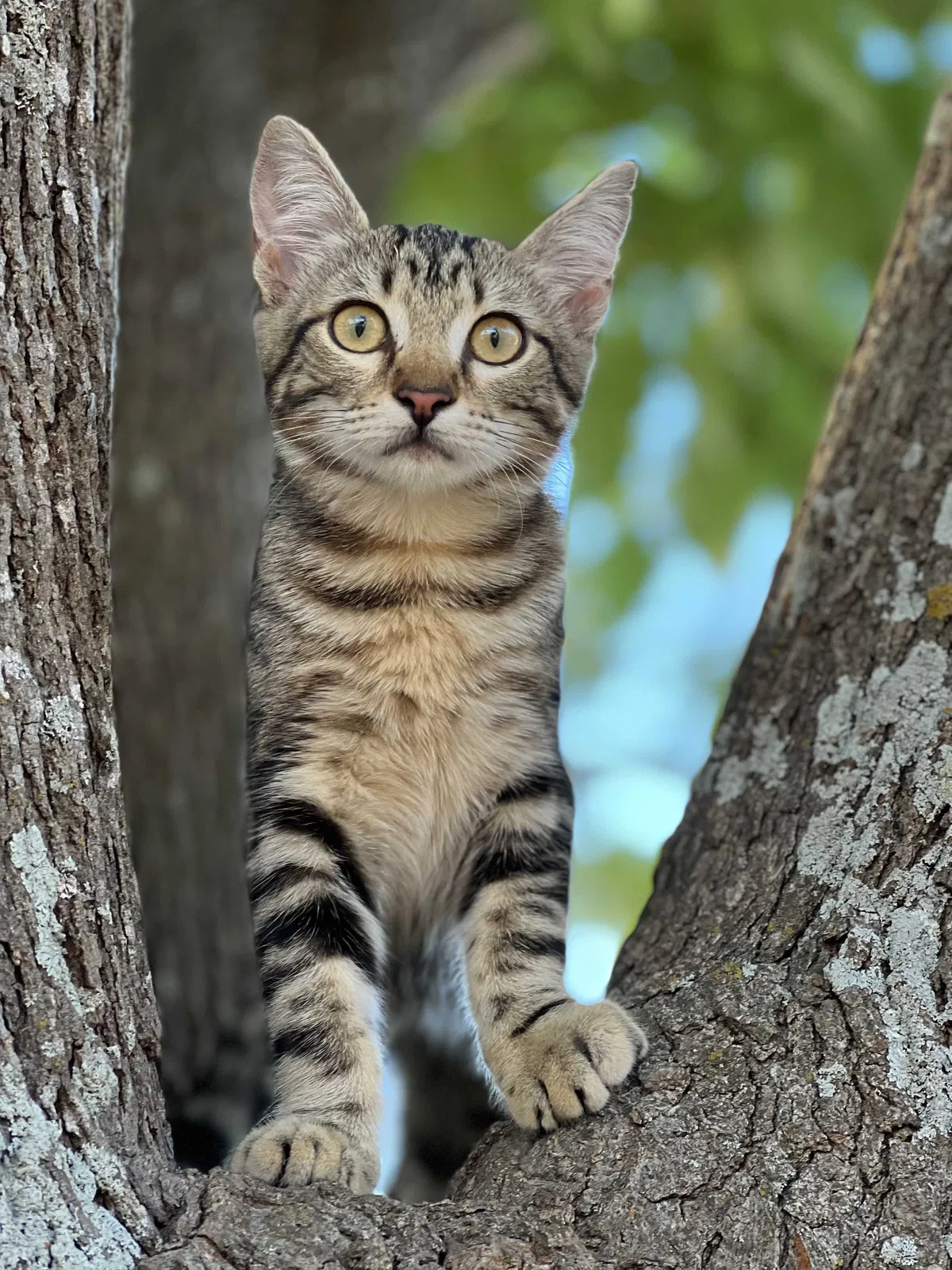 Lost cat in Driftwood, TX, 78619