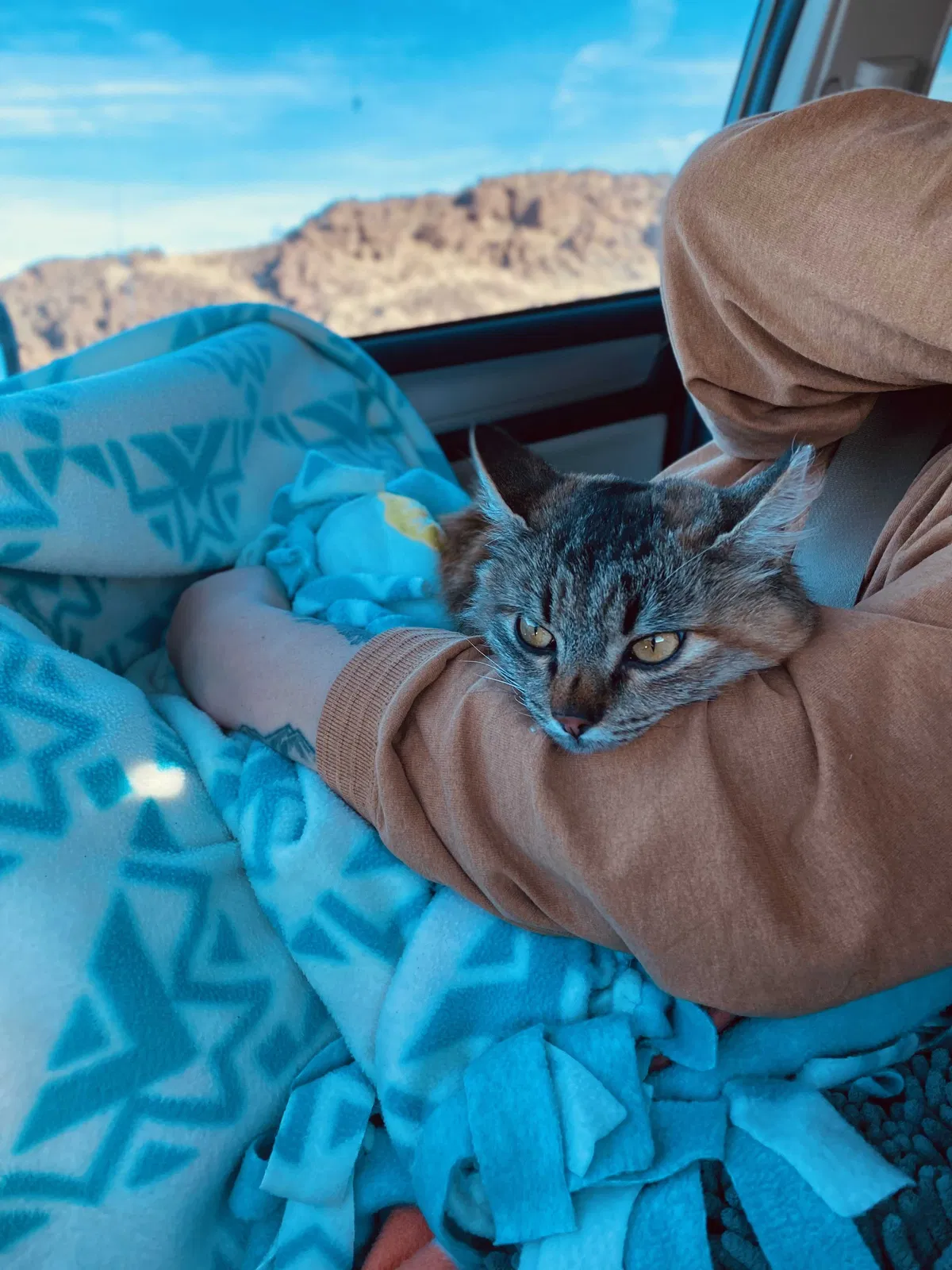 Lost cat in Portland, OR, 97202