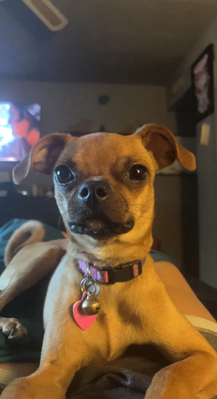 Lost dog in Findlay, OH, 45840