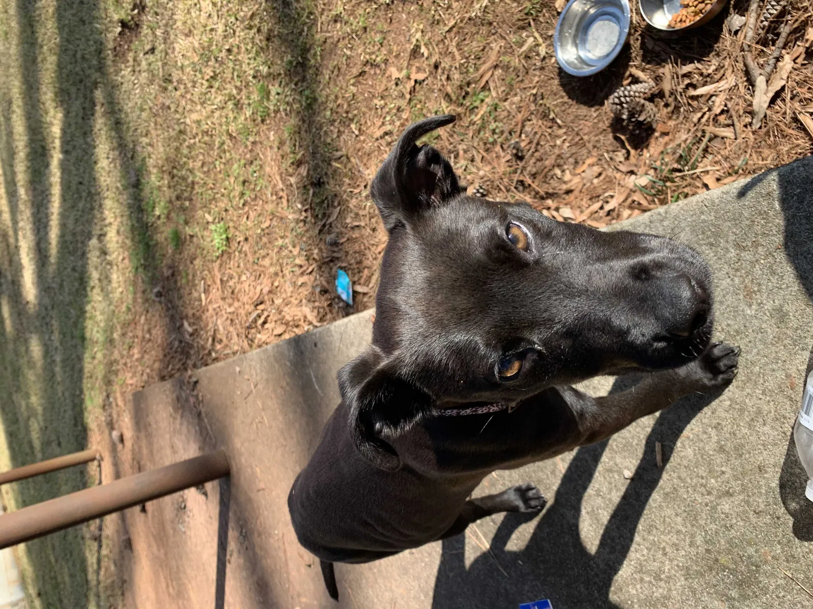 Lost dog in Columbia, SC, 29210
