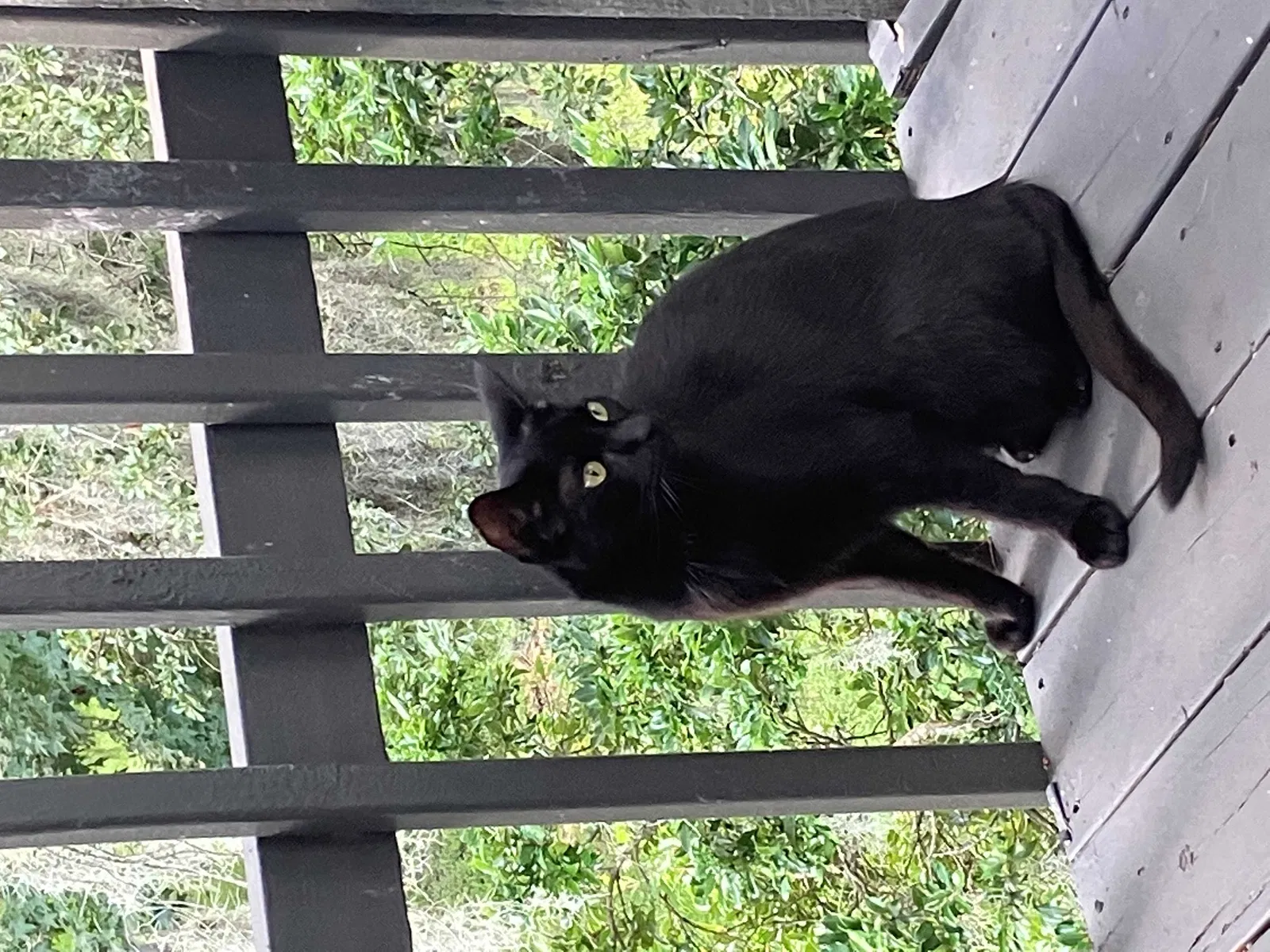 Lost cat in Jacksonville, FL, 32277