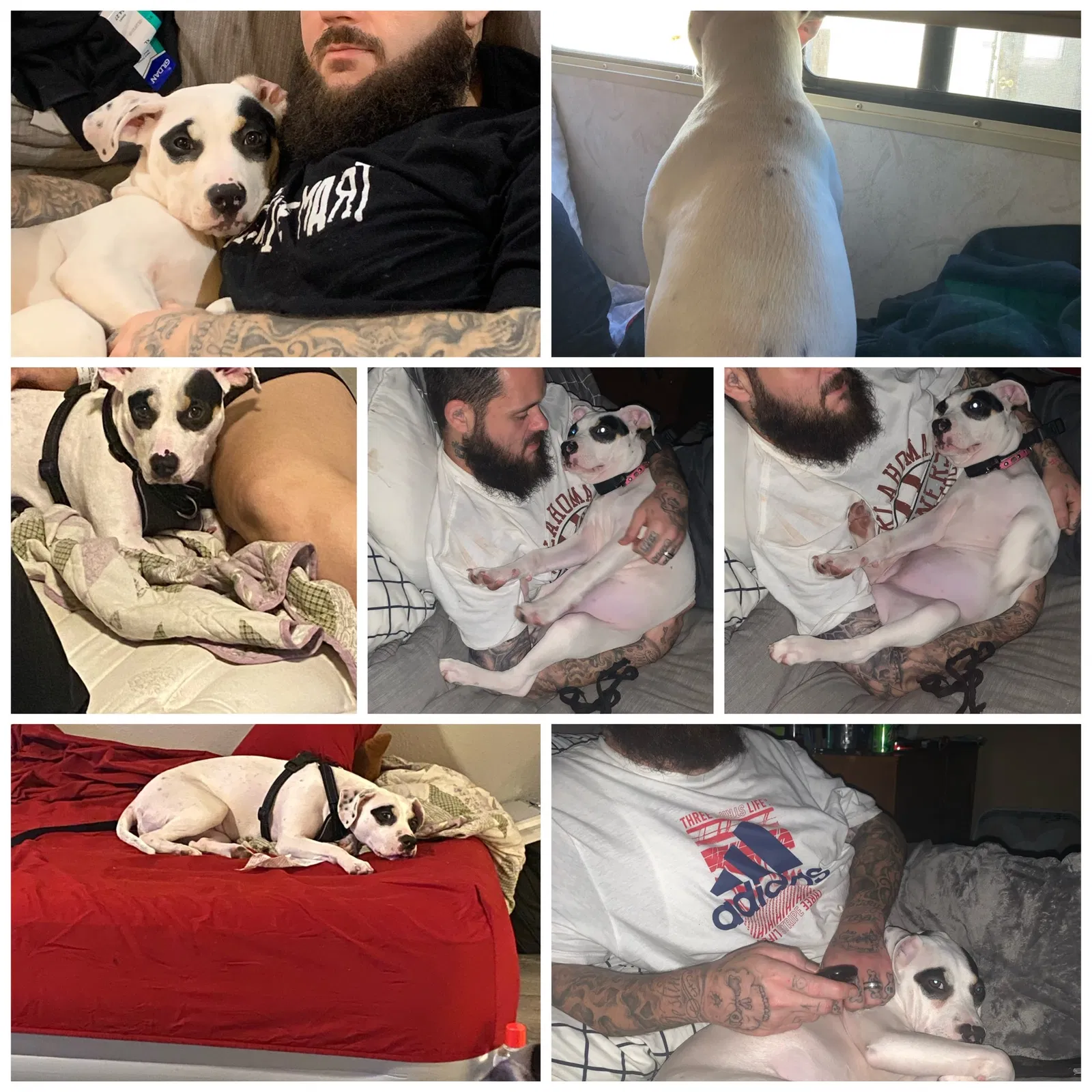 Lost dog in Tulsa, OK, 74107