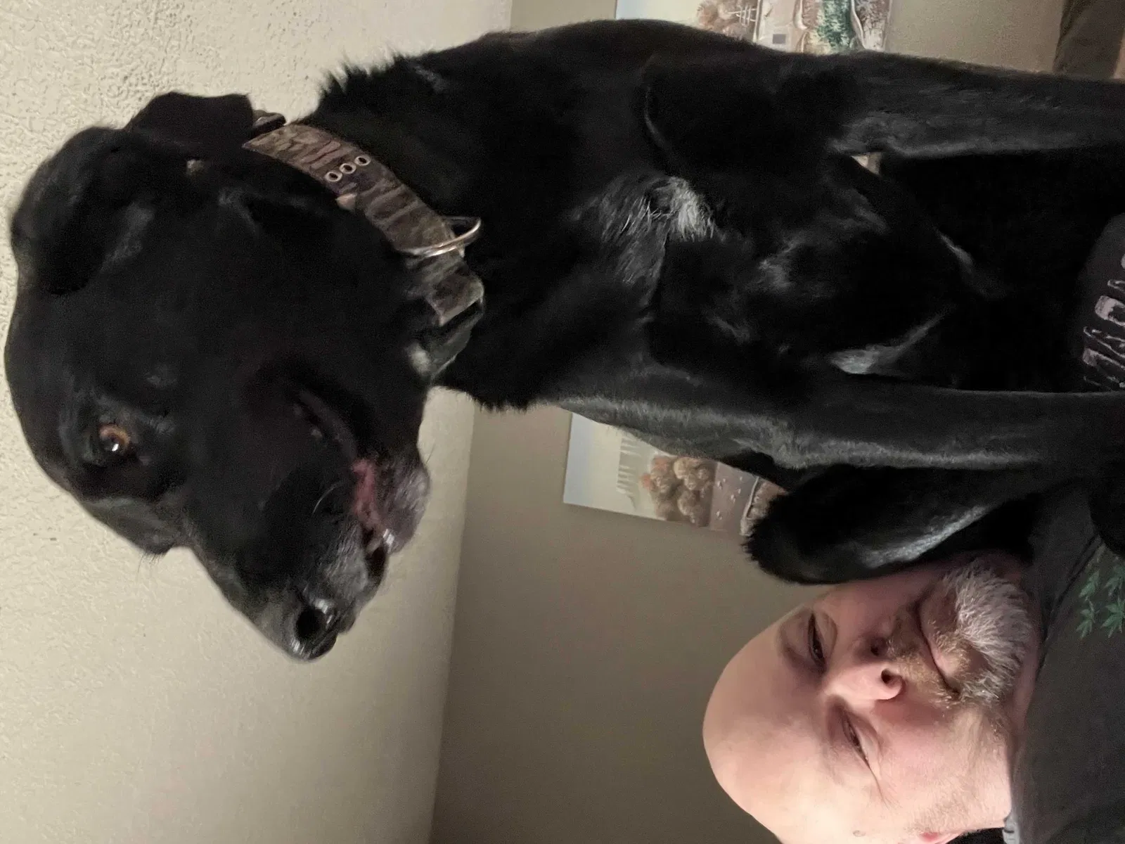 Lost dog in Albuquerque, NM, 87120