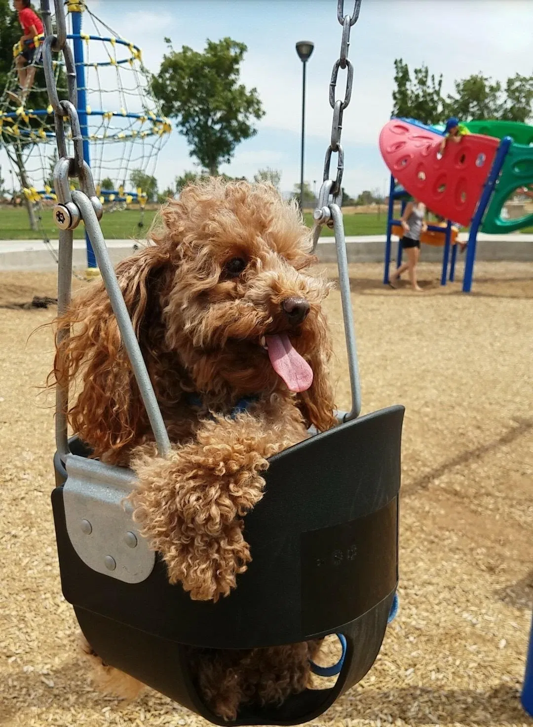 Lost dog in Lancaster, CA, 93535