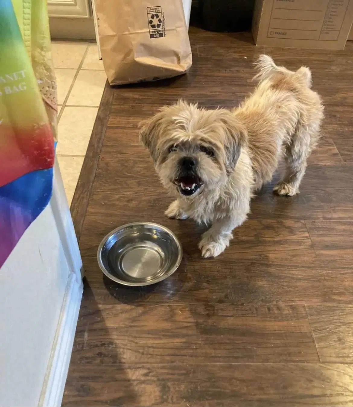 Lost dog in Denton, TX, 76209