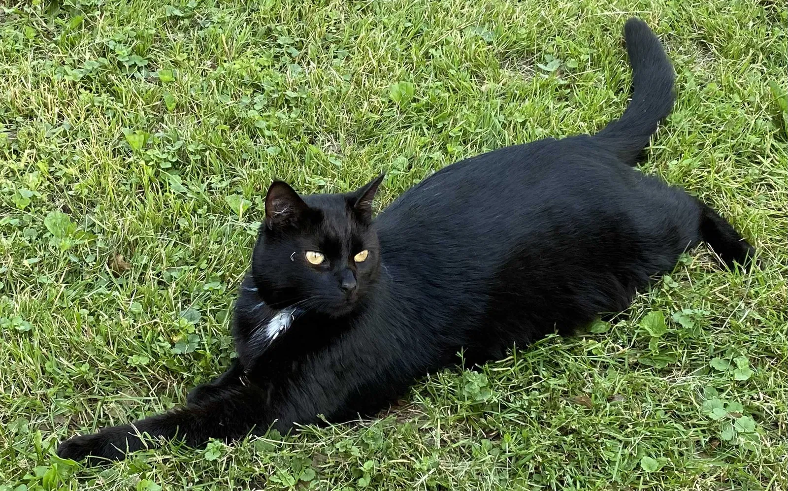Lost cat in Lakewood, OH, 44107