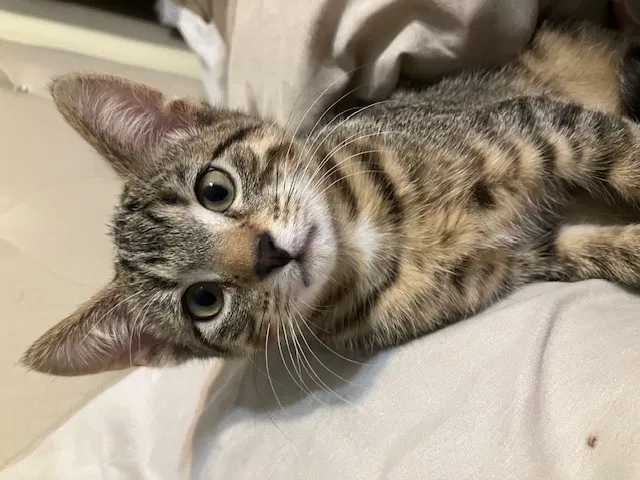 Lost cat in Rockledge, FL, 32955