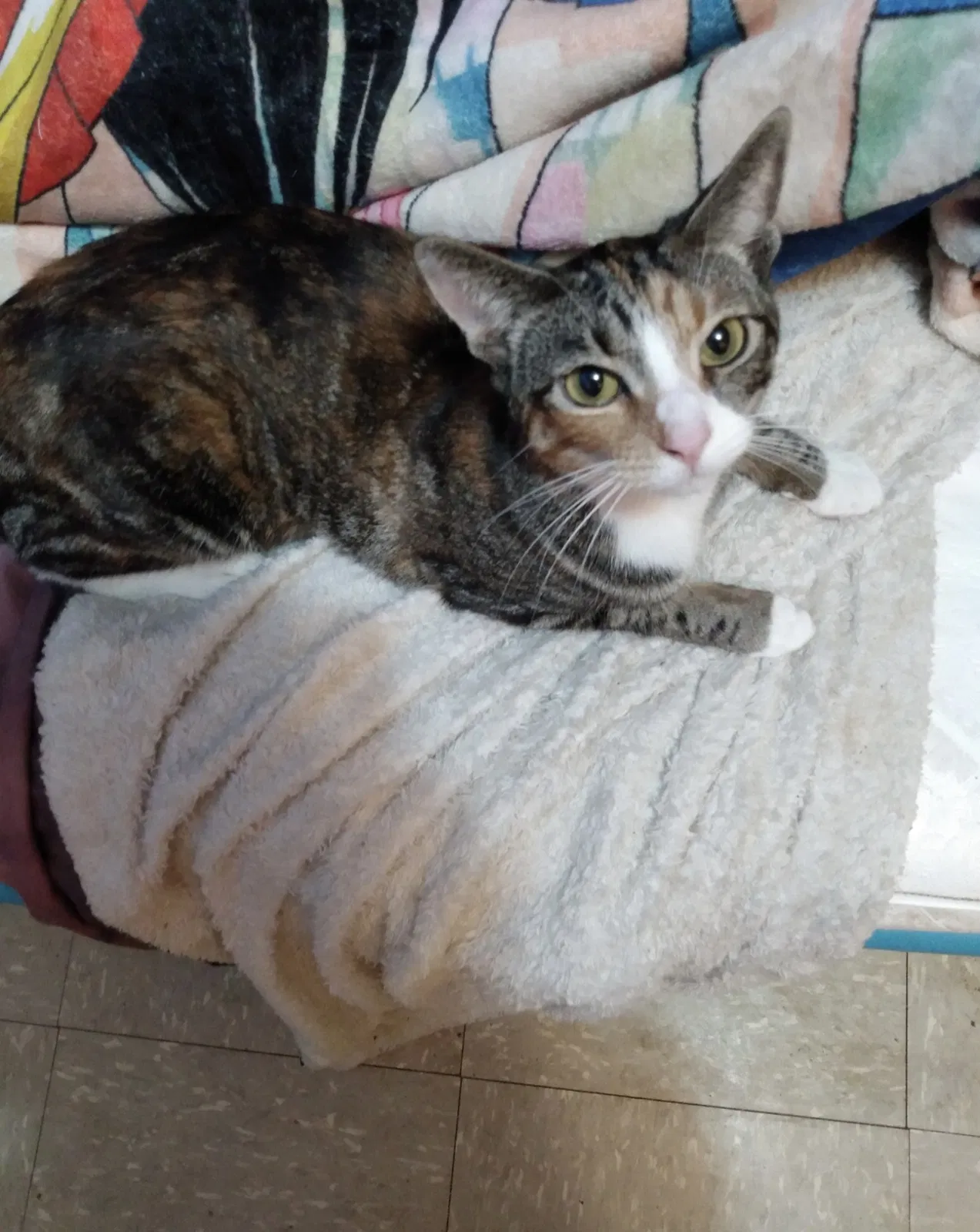Lost cat in Columbia, TN, 38401
