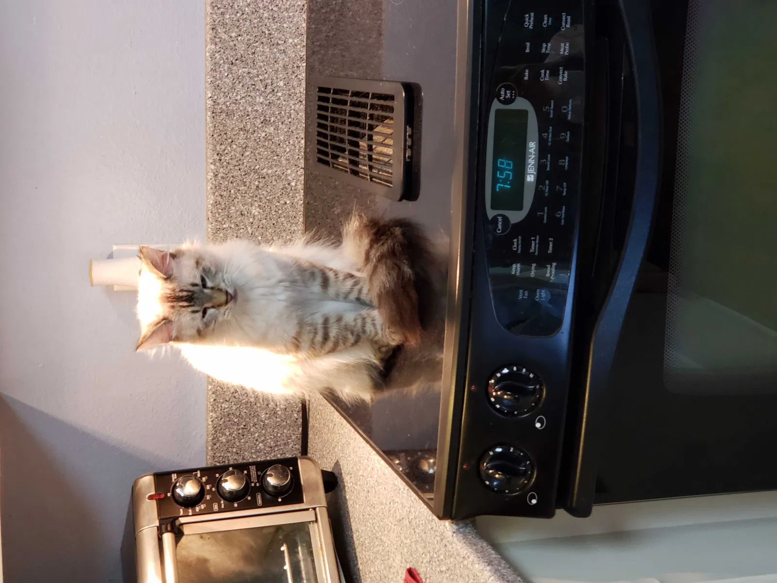 Lost cat in Federal Way, WA, 98003