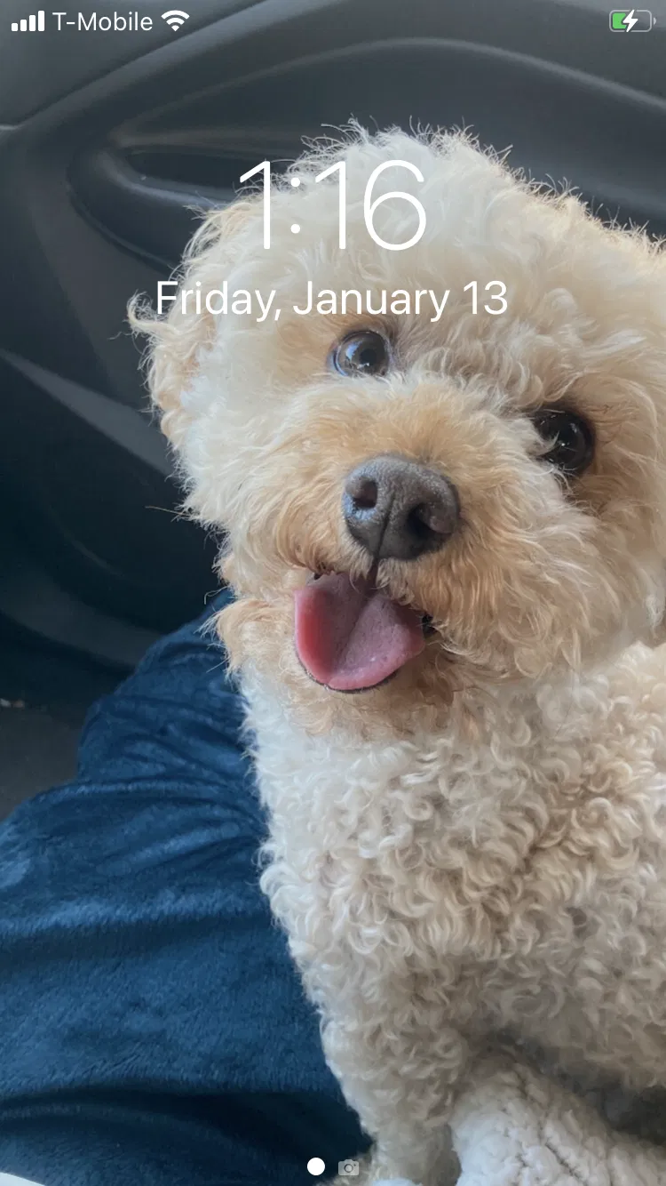 Lost dog in Grand Rapids, MI, 49546