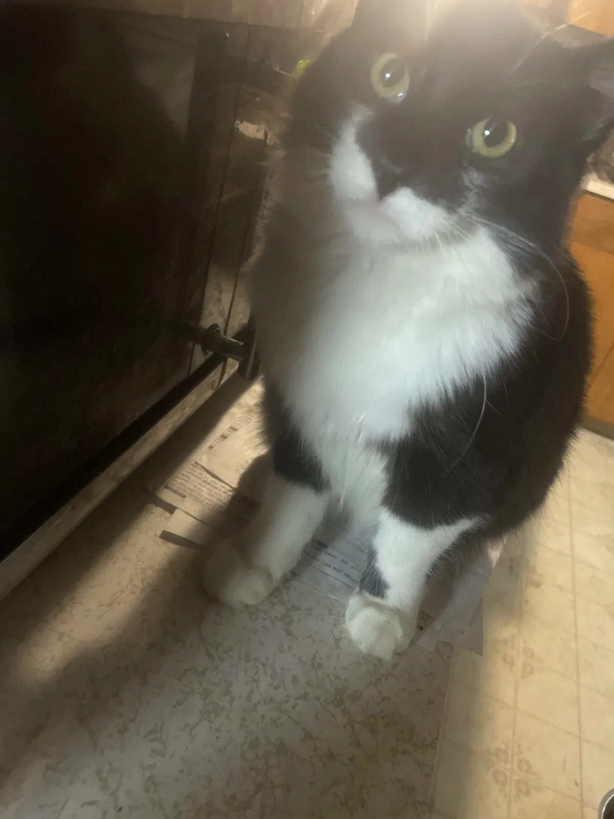 Lost cat in Estacada, OR, 97023