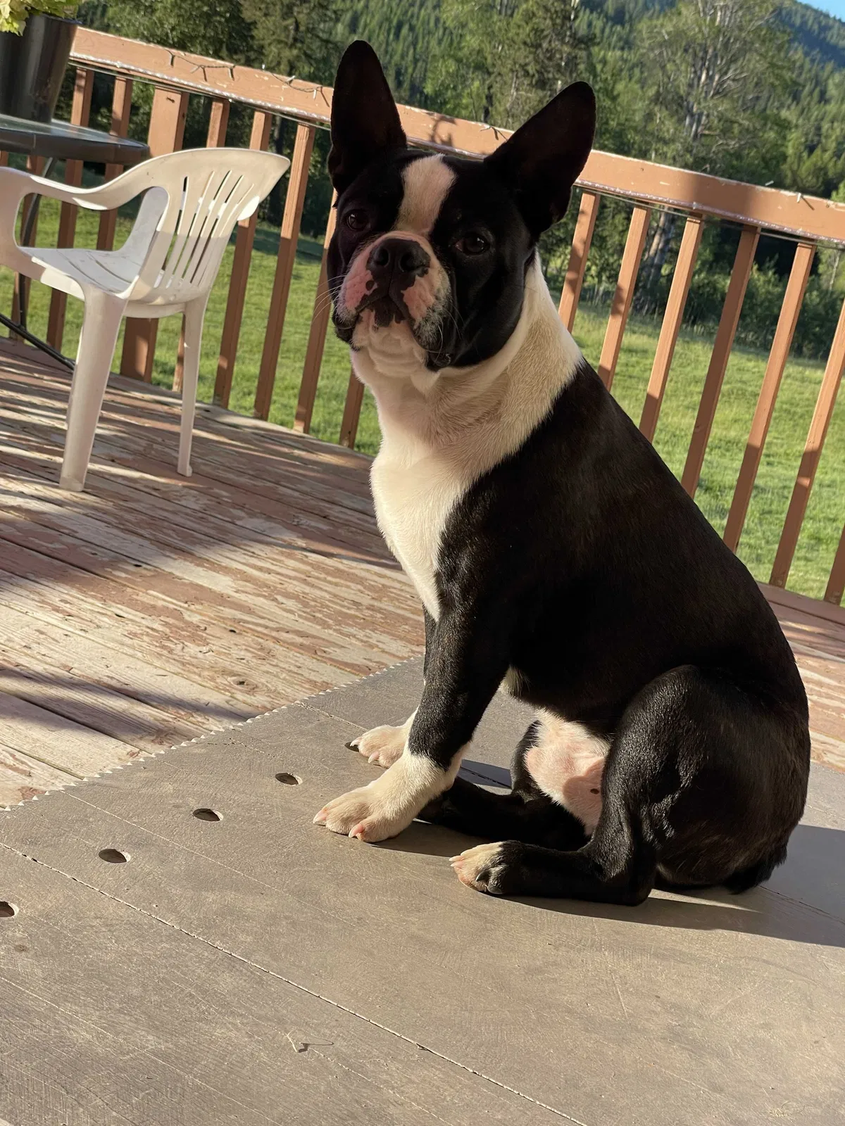 Lost dog in Newport, WA, 99156
