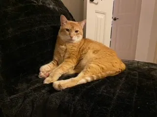 Lost cat in Little Elm, TX, 75068