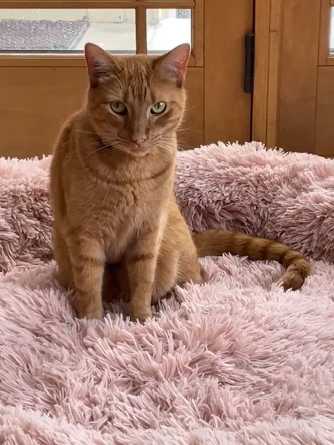 Lost cat in New Berlin, WI, 53146