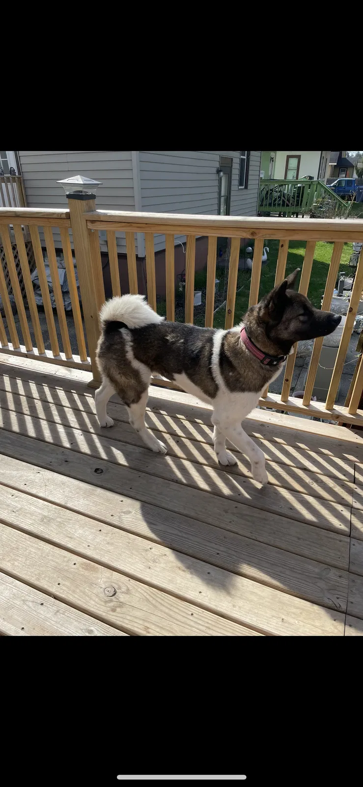 Lost dog in Grand Rapids, MI, 49507