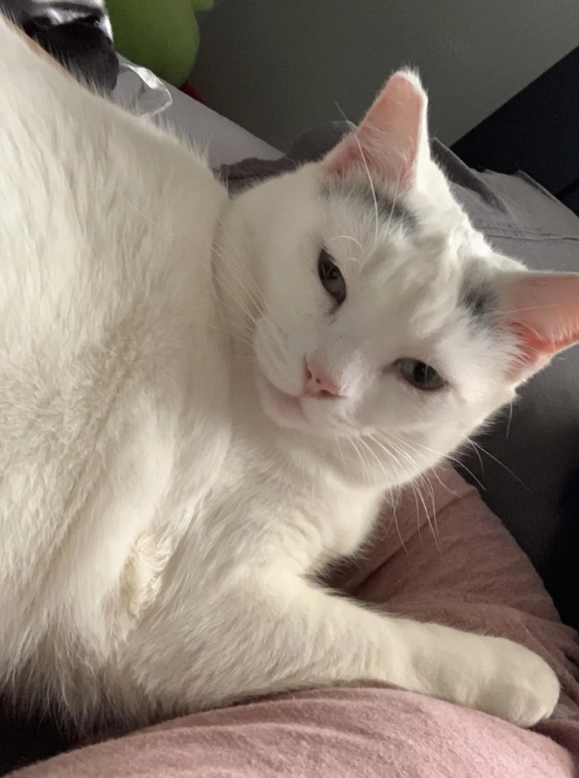 Lost cat in Louisville, KY, 40228