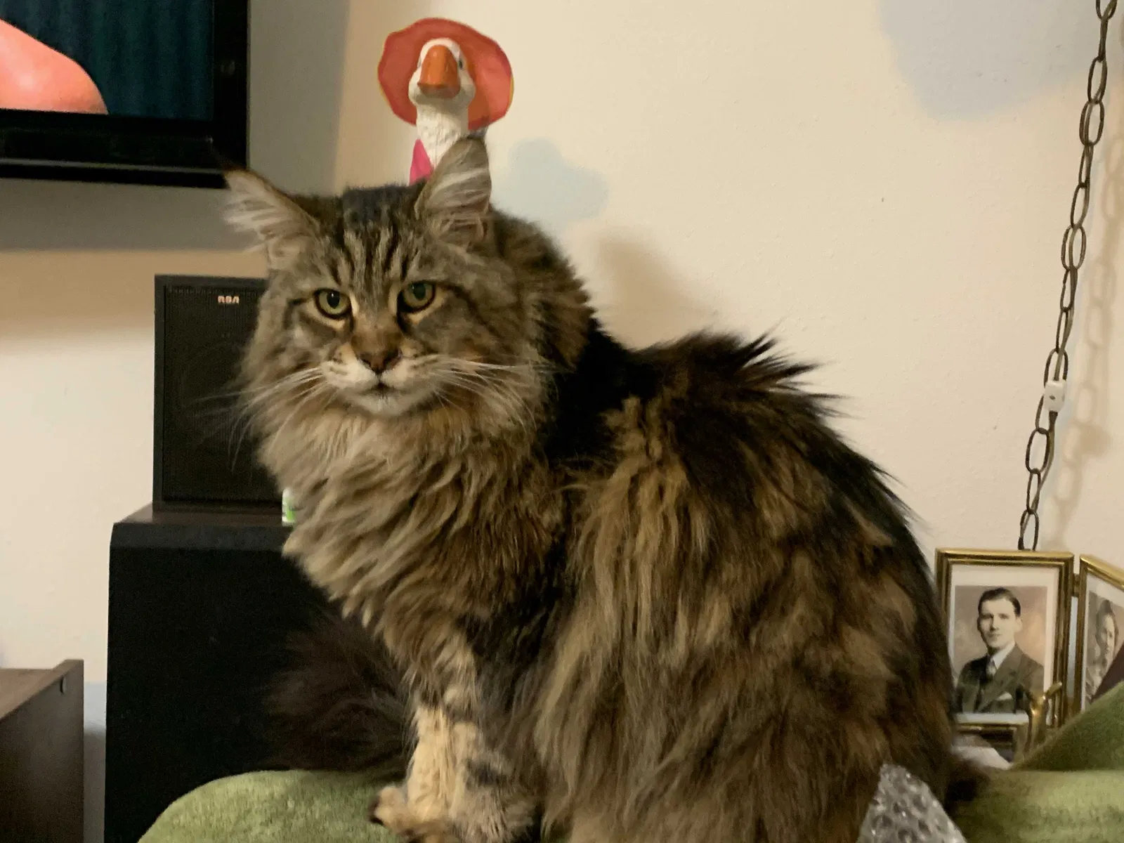 Lost cat in Chattaroy, WA, 99003