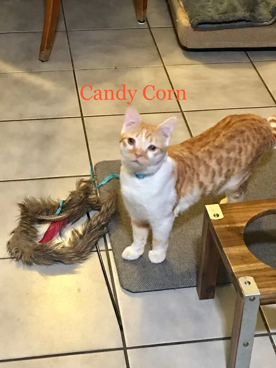 Lost cat in Merced, CA, 95348