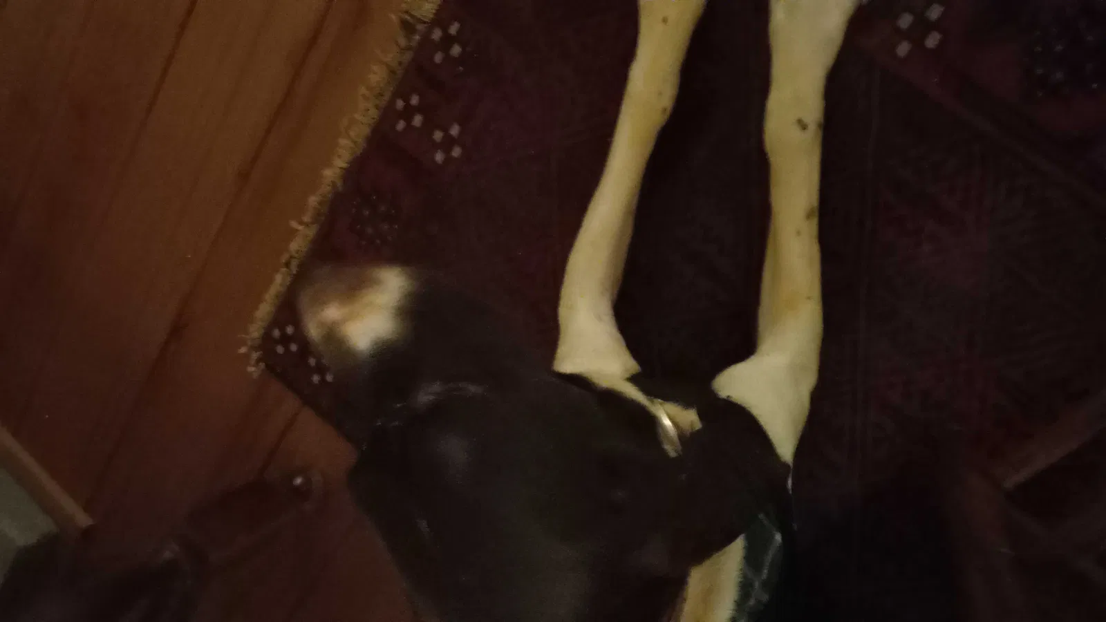 Found dog in Bryson City, NC, 28713